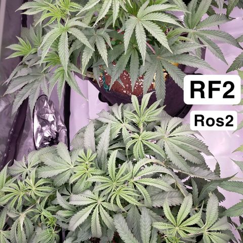Trichome Orchards growlog photo: 24hours since lollipop 