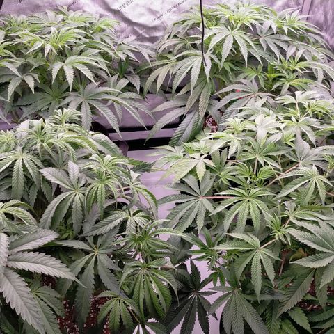 Trichome Orchards growlog photo: 24hours since lollipop 