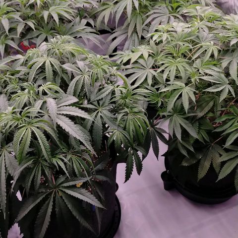 Trichome Orchards growlog photo: 24hours since lollipop 