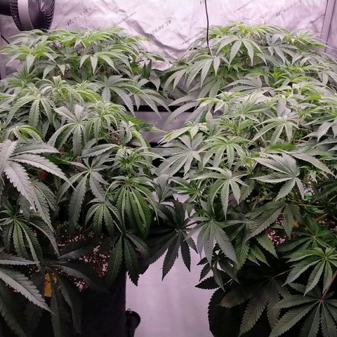 Trichome Orchards growlog photo: 24hours since lollipop 