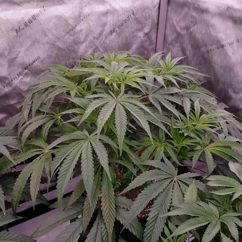 Trichome Orchards growlog photo: 24hours since lollipop 