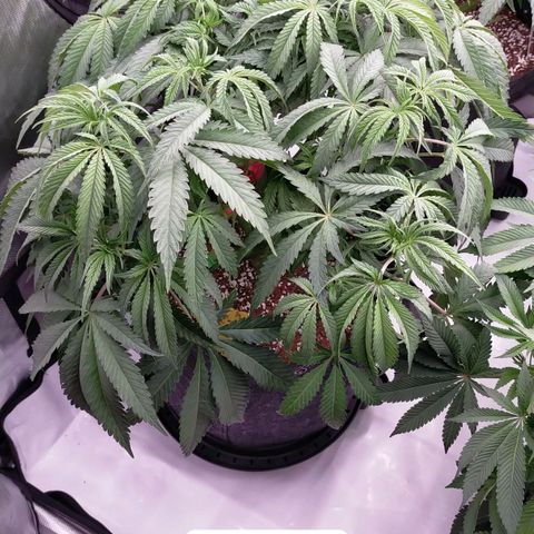 Trichome Orchards growlog photo: 24hours since lollipop 