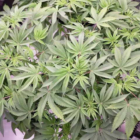 Trichome Orchards growlog photo: 48hours since lollipop 