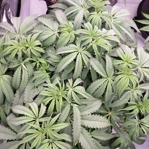 Trichome Orchards growlog photo: 48hours since lollipop 