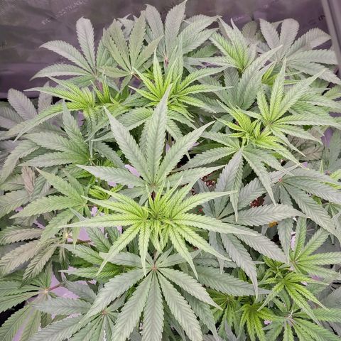 Trichome Orchards growlog photo: 48hours since lollipop 