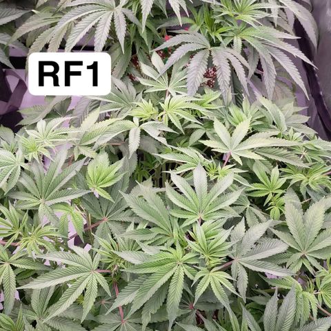 Trichome Orchards growlog photo: 48hours since lollipop 