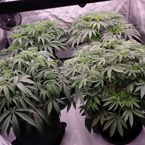 Trichome Orchards growlog photo: 48hours since lollipop 