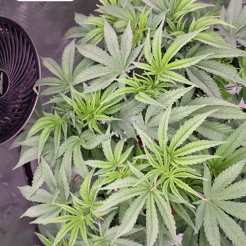 Trichome Orchards growlog photo: 48hours since lollipop 