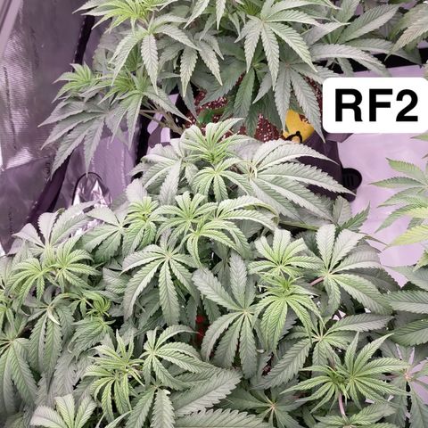 Trichome Orchards growlog photo: 48hours since lollipop 
