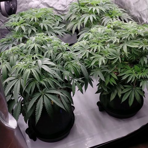 Trichome Orchards growlog photo: 48hours since lollipop 