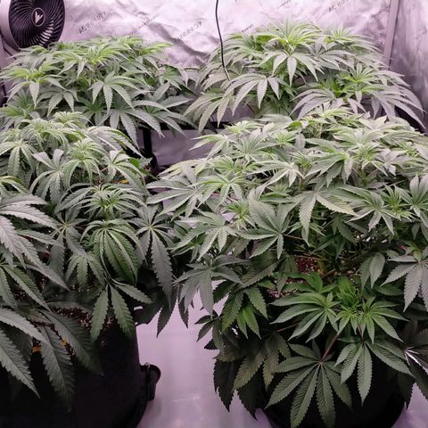 Trichome Orchards growlog photo: 48hours since lollipop 
