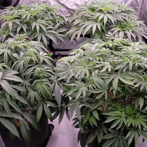 Trichome Orchards growlog photo: 48hours since lollipop 