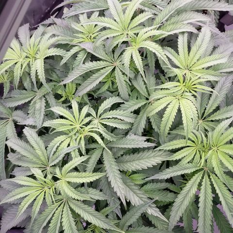 Trichome Orchards growlog photo: 4 days after lollipop/defol