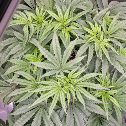 Trichome Orchards growlog photo: 4 days after lollipop/defol