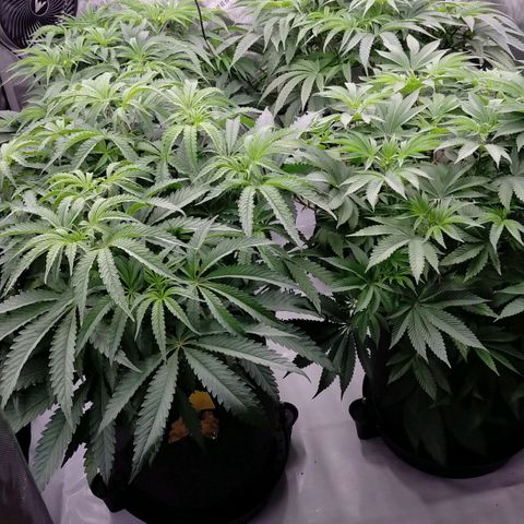 Trichome Orchards growlog photo: 4 days after lollipop/defol