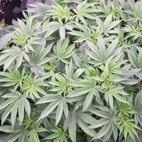 Trichome Orchards growlog photo: 4 days after lollipop/defol