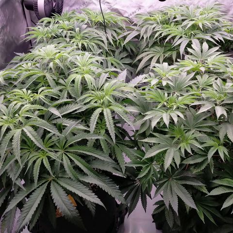 Trichome Orchards growlog photo: 4 days after lollipop/defol