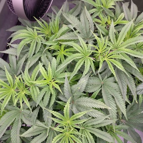 Trichome Orchards growlog photo: 4 days after lollipop/defol