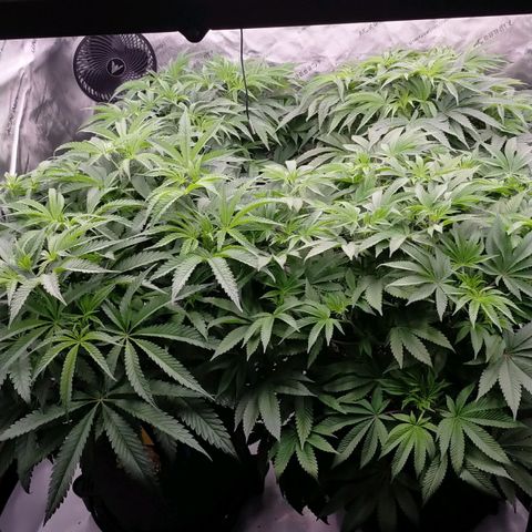 Trichome Orchards growlog photo: Just as lights on