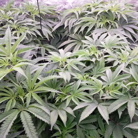 Trichome Orchards growlog photo: Just as lights on