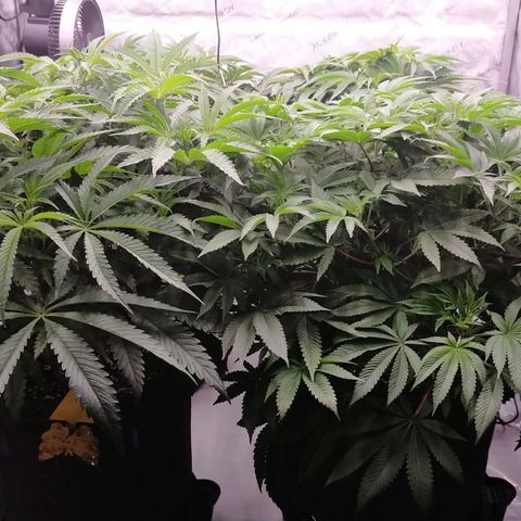 Trichome Orchards growlog photo: Just as lights on