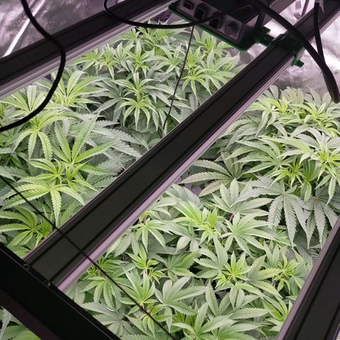 Trichome Orchards growlog photo: Just as lights on