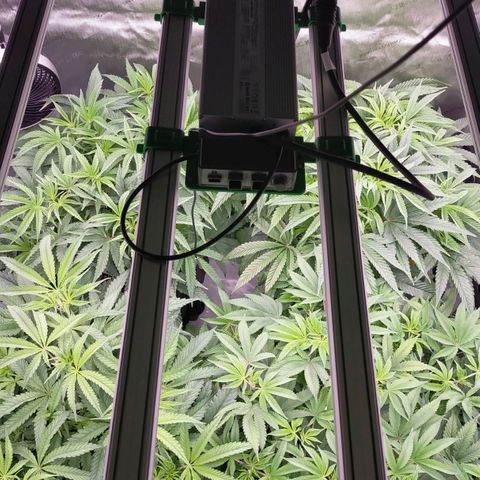 Trichome Orchards growlog photo: Just as lights on