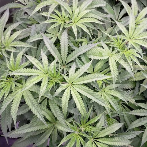 Trichome Orchards growlog photo: Halfway through lights on