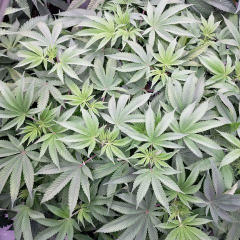 Trichome Orchards growlog photo: Halfway through lights on