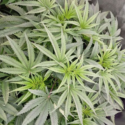 Trichome Orchards growlog photo: Halfway through lights on