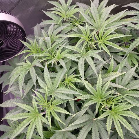 Trichome Orchards growlog photo: Halfway through lights on