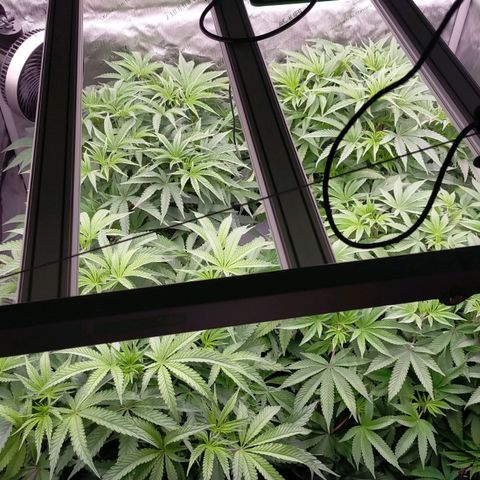 Trichome Orchards growlog photo: Halfway through lights on