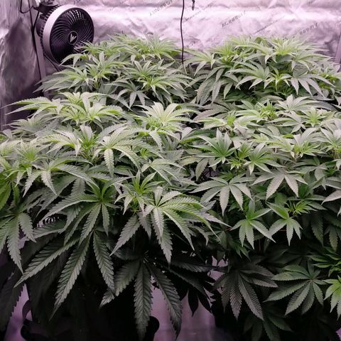 Trichome Orchards growlog photo: Halfway through lights on