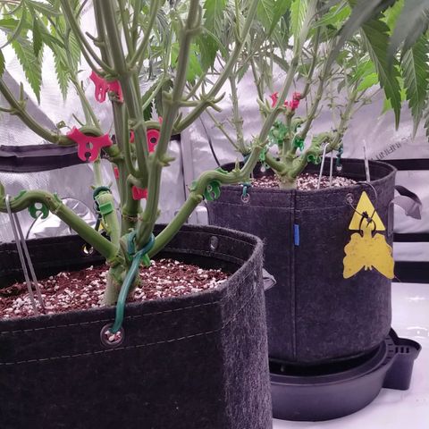 Trichome Orchards growlog photo: Last defol just before lights off