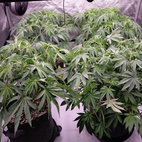 Trichome Orchards growlog photo: Last defol just before lights off