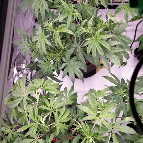 Trichome Orchards growlog photo: Last defol just before lights off