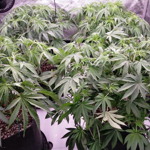 Trichome Orchards growlog photo: Last defol just before lights off