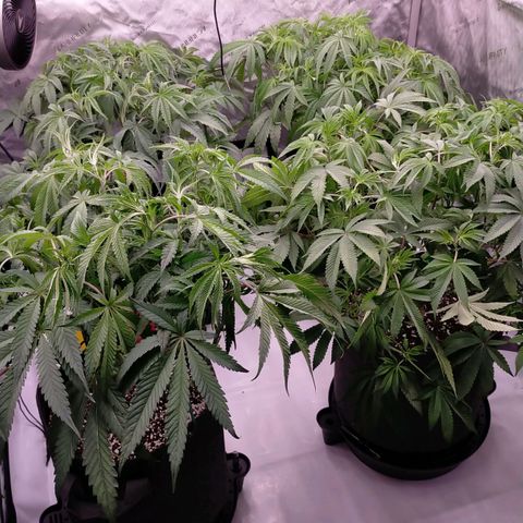 Trichome Orchards growlog photo: Last defol just before lights off