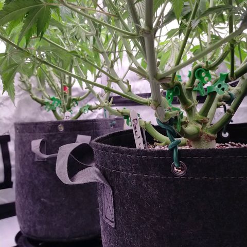Trichome Orchards growlog photo: Last defol just before lights off