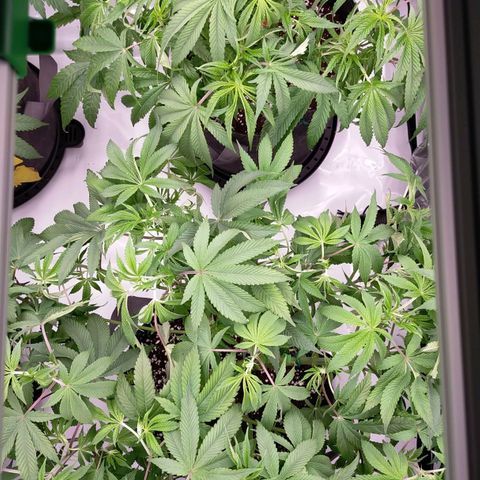 Trichome Orchards growlog photo: Last defol just before lights off