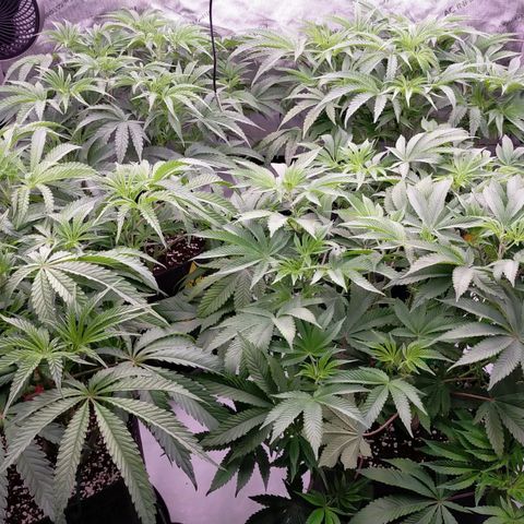 Trichome Orchards growlog photo: 12hours after defol. 