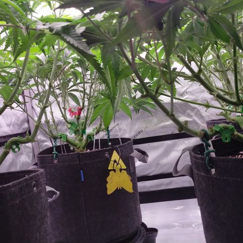 Trichome Orchards growlog photo: 12hours after defol. 