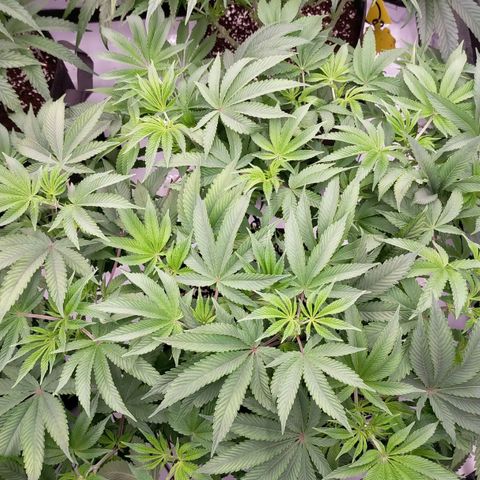 Trichome Orchards growlog photo: 12hours after defol. 