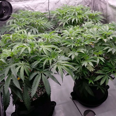 Trichome Orchards growlog photo: 12hours after defol. 