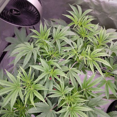 Trichome Orchards growlog photo: 12hours after defol. 
