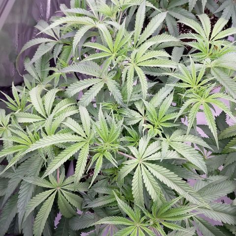 Trichome Orchards growlog photo: 12hours after defol. 