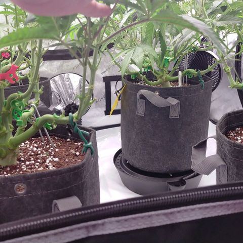 Trichome Orchards growlog photo: 12hours after defol. 