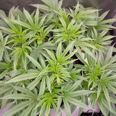 Trichome Orchards growlog photo: 12hours after defol. 