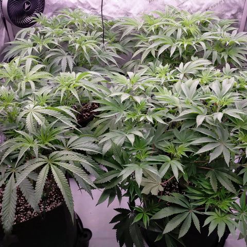 Trichome Orchards growlog photo: 12hours after defol. 