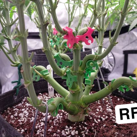 Trichome Orchards growlog photo: Last photos before flip! 